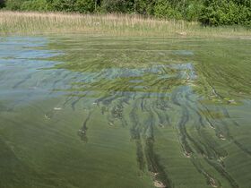 Sinilevähiutaleet kasaantuvat.jpg