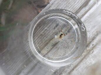 Tångräka lillholmen.jpg