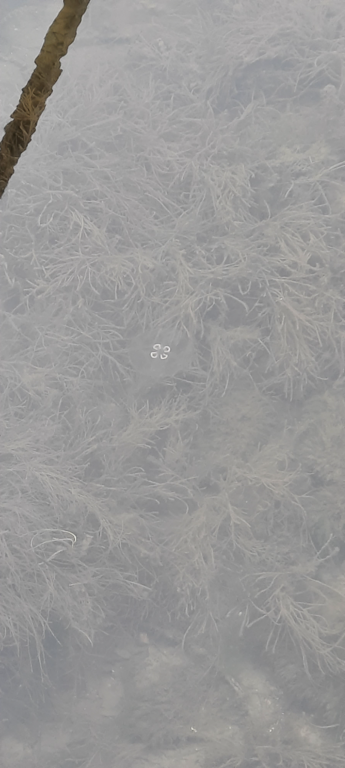 Hankoniemi-Hanko vierasvenesatama-ObsIMG-202110091115-6161701f8c751.png