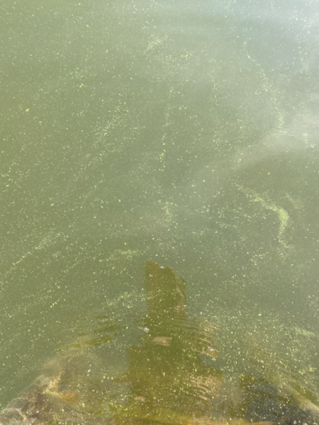 Tiedosto:Inkoo Fagervik-Österviken, Jakob Ramsjö-ObsIMG-202107151027-60efe3fab1a54.png