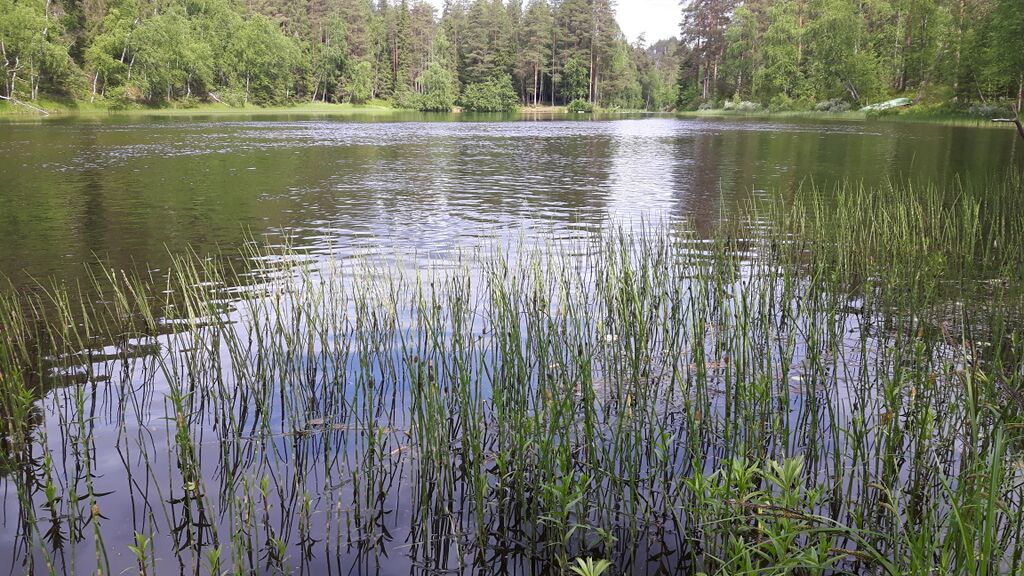 Kitkajoen alaosan alue (73.021)-Vattumutka-ObsIMG-201707171417-45.jpg