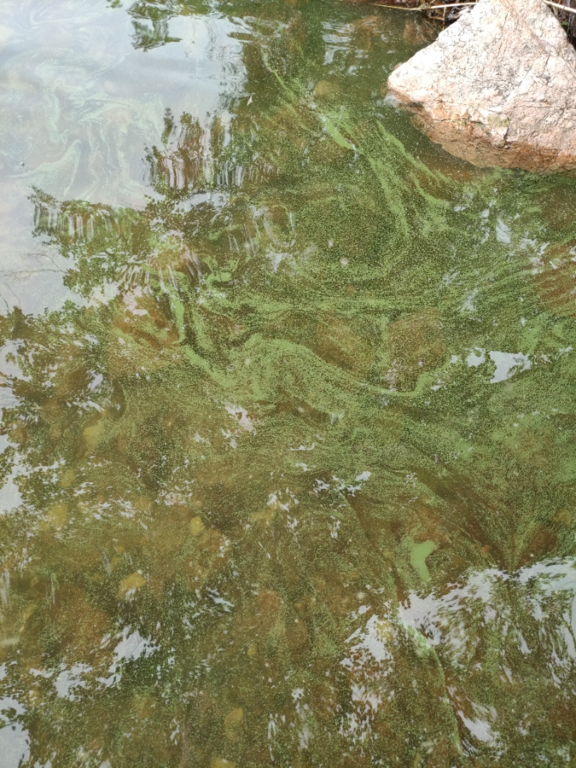 Pyhäjärvi (34.031.1.001)-Alhonranta-ObsIMG-202106161339-60c9d5b3b2cda.png