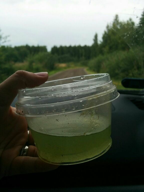 Veckjärvi (17.004.1.001)-Hasselholman uimaranta-ObsALG-201708171230-44.jpg