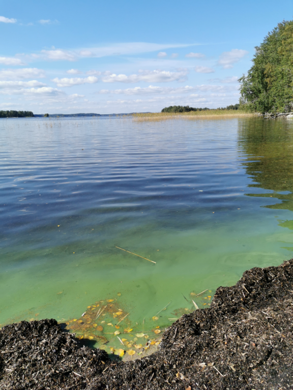 Iso-Roine (35.773.1.001)-Särkänkärki -ObsIMG-202108291435-612ba315a758a.png