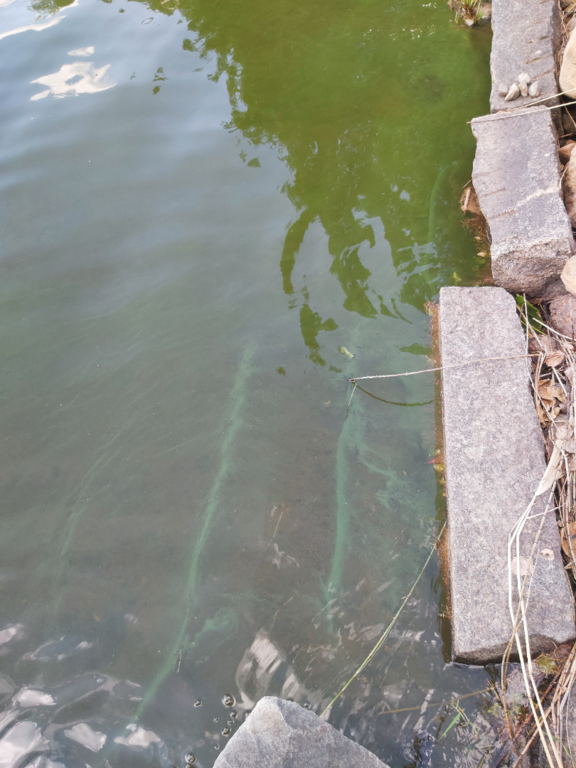 Niskajärvi (14.934.1.024)-Havaintopaikka 1-ObsALG-202507261245-6884a4abe5f65.png