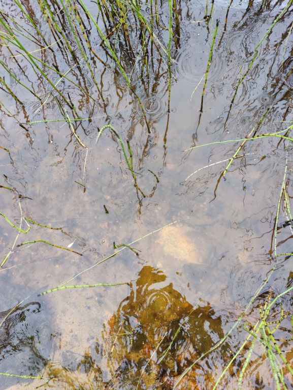 Rytinkijärvi (61.522.1.001)-Valtakunnallinen sinileväseuranta (Rytinkisalmi)-ObsIMG-202308290900-64ed890aa5d00.png