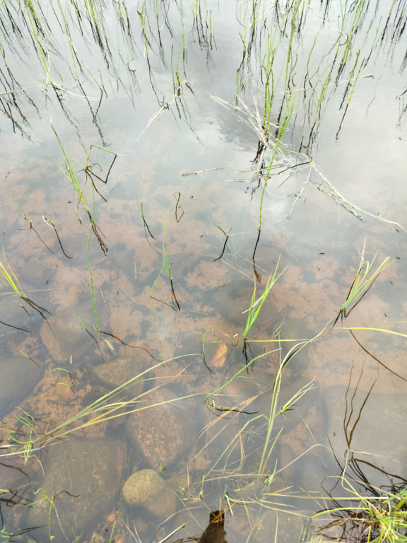 Rytinkijärvi (61.522.1.001)-Valtakunnallinen sinileväseuranta (Rytinkisalmi)-ObsIMG-202508191019-1755588190296.png