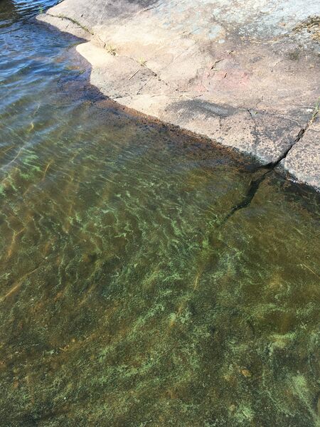 Tiedosto:Saimaa (04.112.1.001)-Ukonsaari-ObsALG-202006230931-49.jpeg