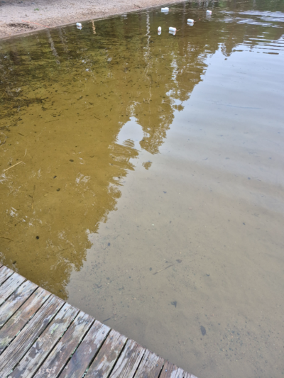 Tuomiojärvi (14.291.1.002)-Valtakunnallinen sinileväseuranta-ObsIMG-202606160740-1781587762155.png