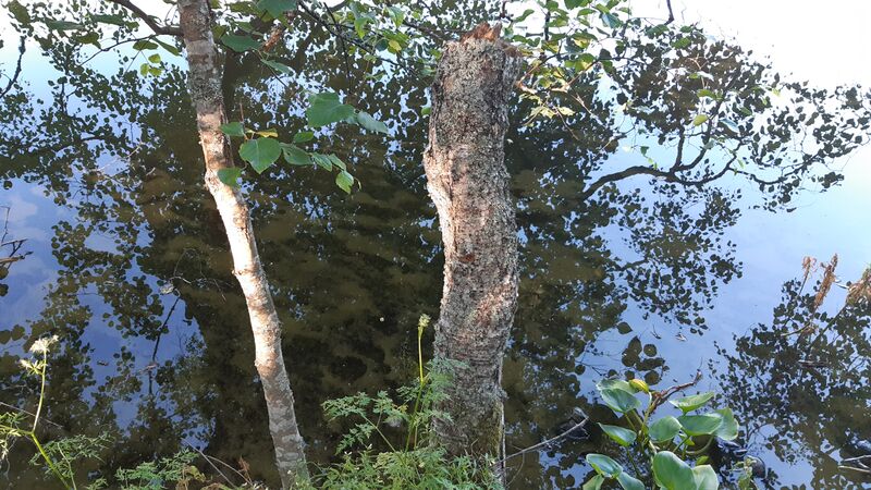 Tiedosto:20200715 200341.jpg