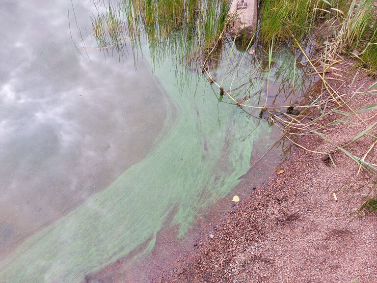 Loppijärvi (35.874.1.001)-Valtakunnallinen sinileväseuranta (Kirkonkylän uimaranta)-ObsIMG-202008121051-98.jpg