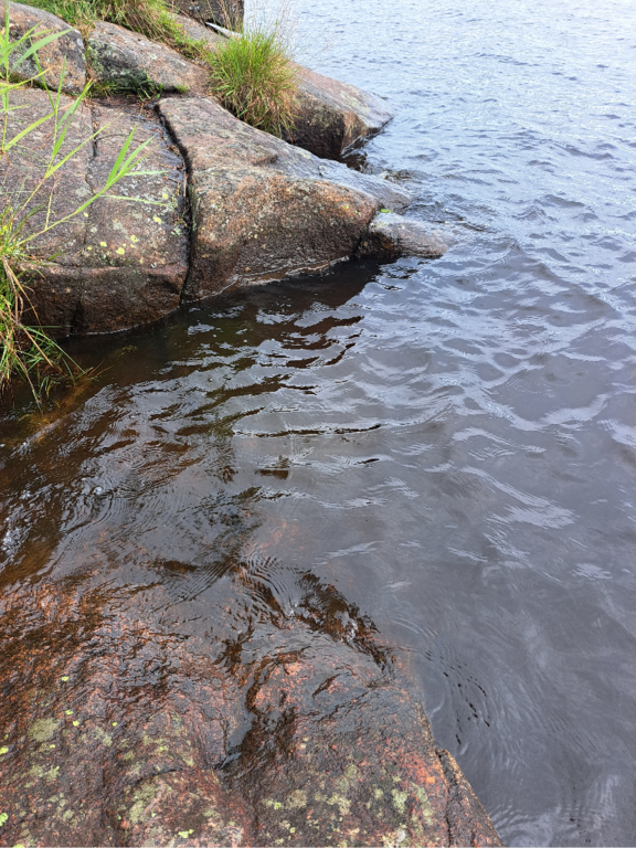 Luodonjärvi (99.110.1.001)-Valtakunnallinen sinileväseuranta-ObsALG-202308011139-64c8c4bcb449c.png