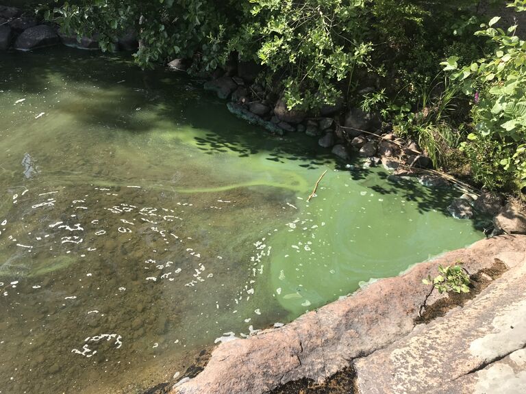 Pyhäjärvi (34.031.1.001)-Mannila, Marjasentie ranta-ObsALG-201907141030-28.jpeg