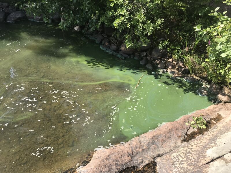 Tiedosto:Pyhäjärvi (34.031.1.001)-Mannila, Marjasentie ranta-ObsALG-201907141030-28.jpeg