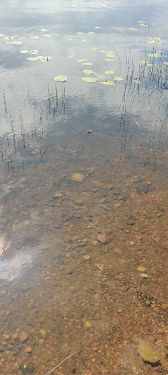 Ruostejärvi (35.987.1.006)-Eerikkilän urheiluopiston uimaranta-ObsALG-202106301348-60dc4c531a273.png