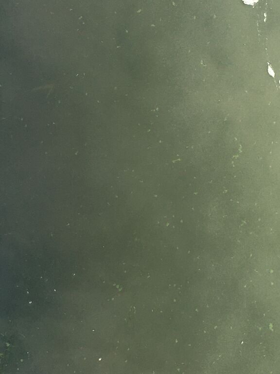 Satama ja Ruissalon salmet-Päivänhovi-ObsALG-202007310825-42.jpeg