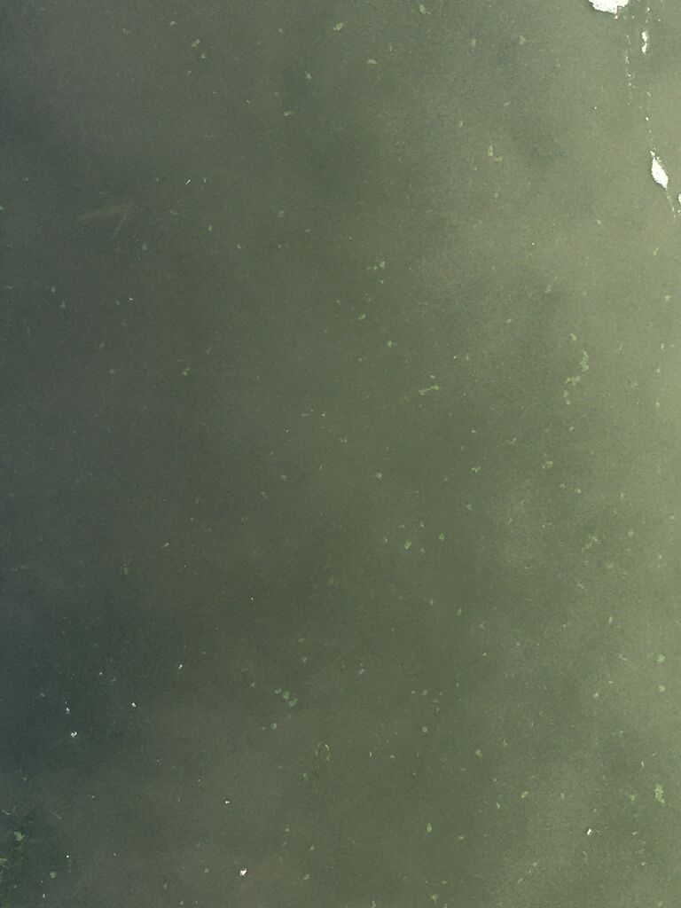 Satama ja Ruissalon salmet-Päivänhovi-ObsALG-202007310825-42.jpeg