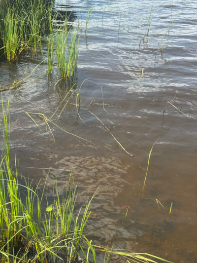 Toiviaisjärvi (04.552.1.013)-Valtakunnallinen sinileväseuranta (Kaarteenperä)-ObsIMG-202507281257-1753697332889.png