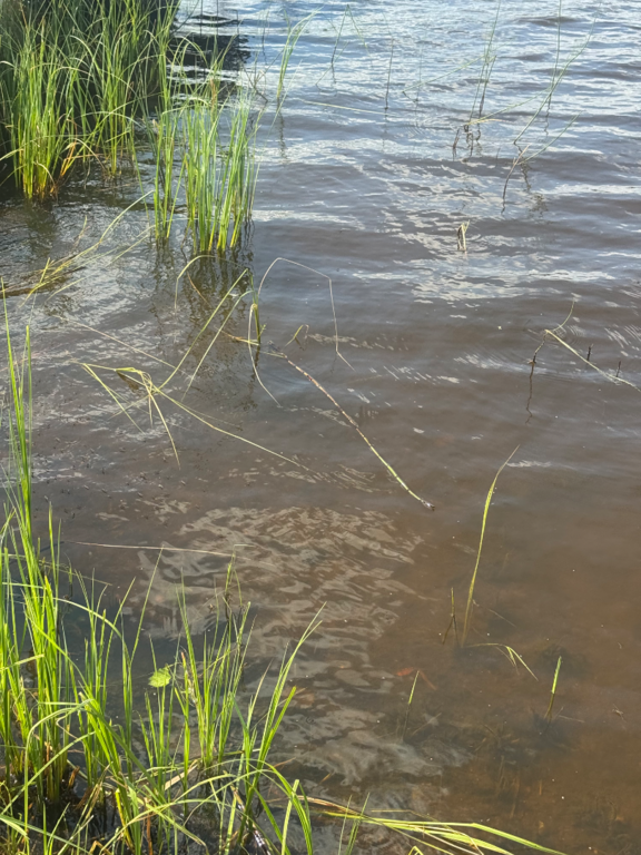 Toiviaisjärvi (04.552.1.013)-Valtakunnallinen sinileväseuranta (Kaarteenperä)-ObsIMG-202507281257-1753697332889.png