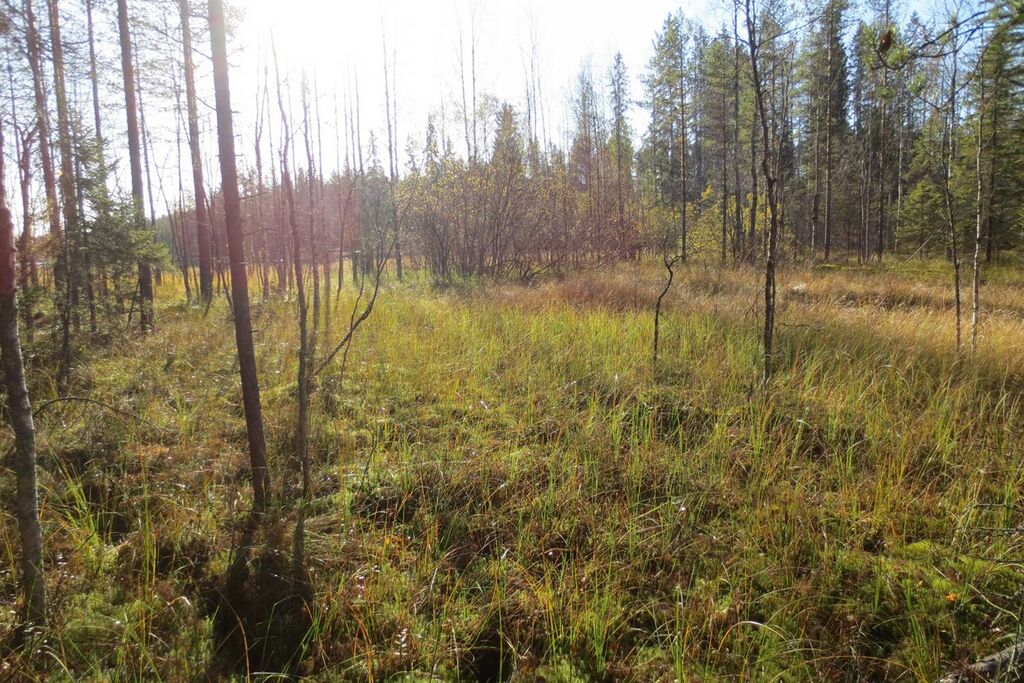 Varrenveden laskuojan soistuma.jpg