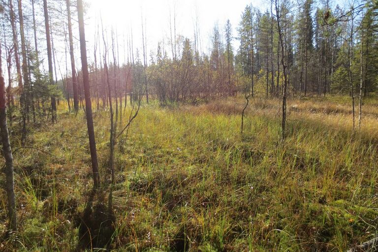 Varrenveden laskuojan soistuma.jpg