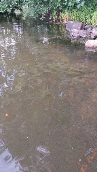 Tiedosto:20170728 180155.jpg