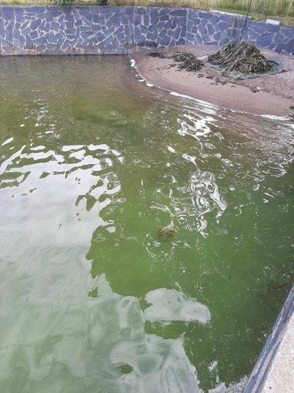 Espoonlahti-Rotarien sinileväseuranta (Soukansalmi)-ObsIMG-202207180959-62d5038f74bd7.png