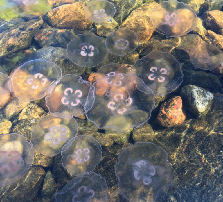 Helsinki-Porkkala-Låga Räfsö-ObsIMG-202208071745-62f09178e1dce.png