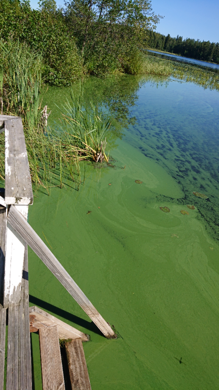 Kikurinjärvi (35.289.1.008)-Rotarien sinileväseuranta-ObsIMG-202208131149-62f766038394a.png