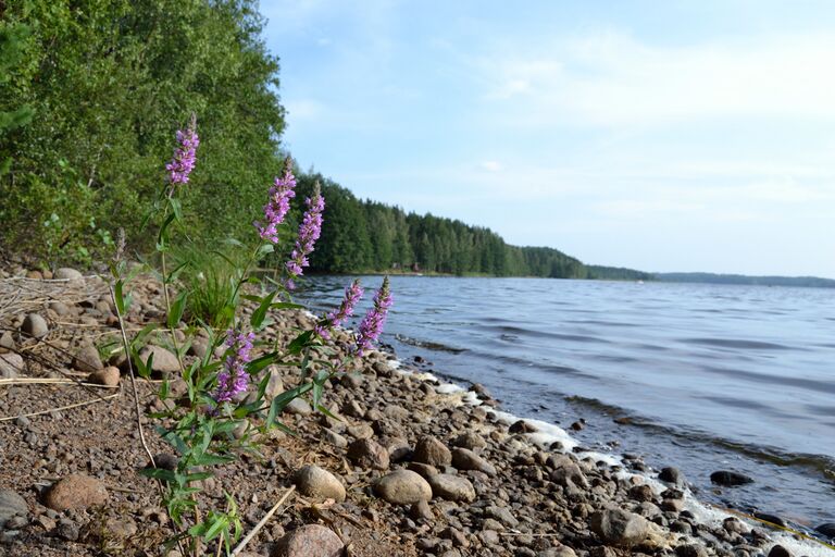 Kivijärvi rantakukka.JPG