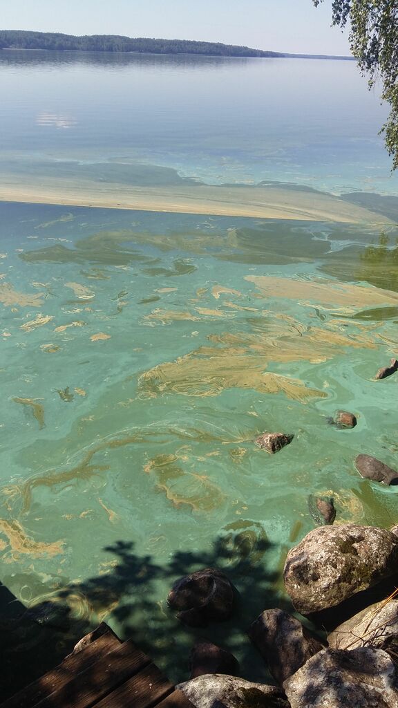 Lohjanjärvi (23.021.1.001)-Havaintopaikka 2-ObsIMG-201906161252-72.jpeg