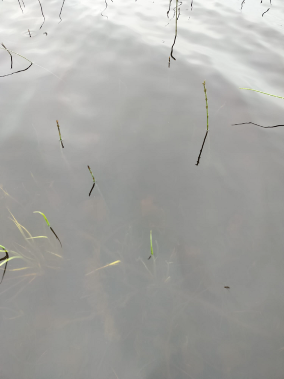 Rytinkijärvi (61.522.1.001)-Valtakunnallinen sinileväseuranta (Rytinkisalmi)-ObsIMG-202406181734-66719b183b906.png