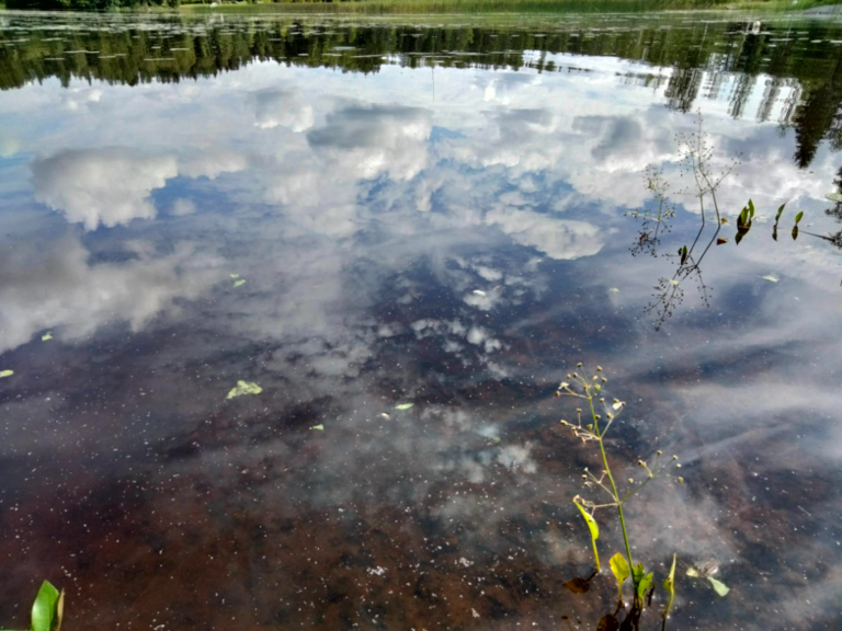 Evijärvi (47.021.1.001)-Valtakunnallinen sinileväseuranta (Sillankorvan leirintäalue)-ObsALG-202307261237-64c0f9ac63458.png