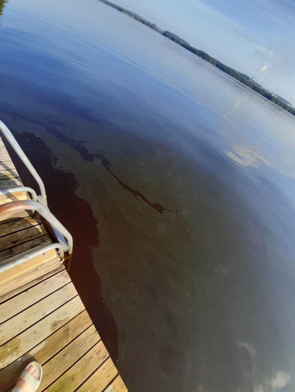 Kallavesi (yhd.)-Kettulahdentien päässä oleva laituri-ObsALG-202408291003-66d01e24b5b0d.png