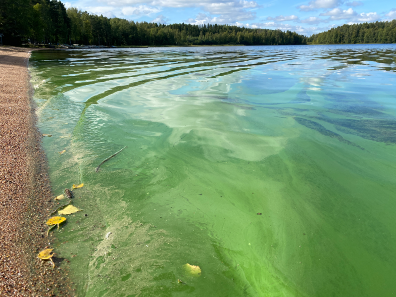 Tiedosto:Kyrösjärvi (35.521.1.001)-Valtakunnallinen sinileväseuranta (Paijalanranta)-ObsIMG-202509011412-1756725168609.png