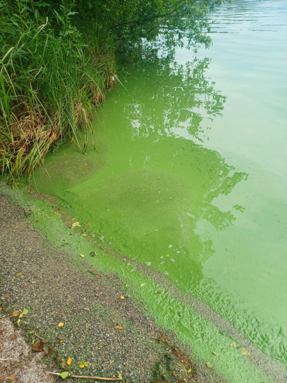 Vanajavesi (yhd.)-Hakalanranta-ObsALG-202507131641-6873b81a575af.png