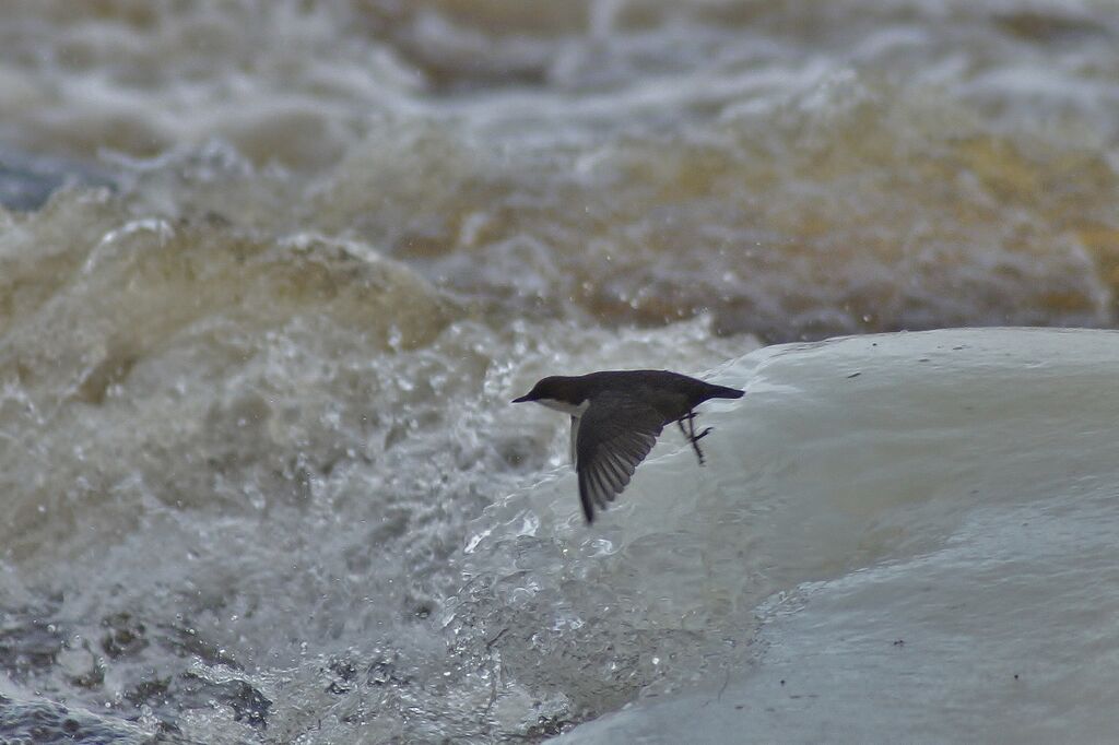 Vatianjärvi (14.331.1.001)-Havaintopaikka 1-ObsBIRD-201612112143-12.jpg