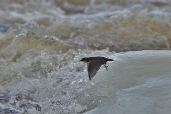 Vatianjärvi (14.331.1.001)-Havaintopaikka 1-ObsBIRD-201612112143-12.jpg