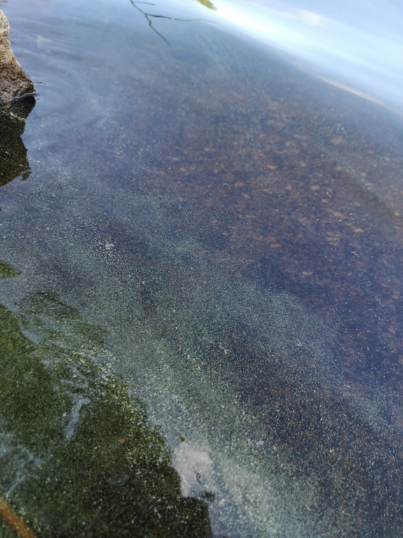 Haukivesi (Saimaa) (04.211.1.001)-Tammenlahti-ObsALG-202106261105-60d9589f15b6a.png