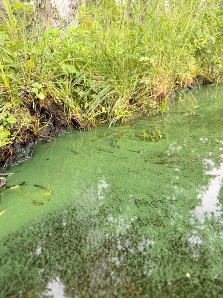 Pääjärvi (35.833.1.003)-Pääjärven eteläinen ranta-ObsALG-202507131322-68762d03e1d0e.png