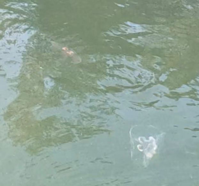 Tiedosto:Porkkala itä-Stora Svartö-ObsJELLY-202308121204-6505c065d1592.png