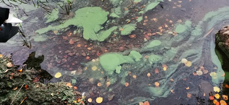 Roine (yhd.)-Ohtola-ObsIMG-202009281940-9.jpg