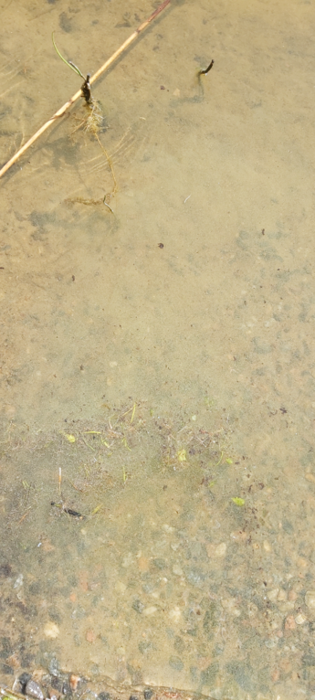 Simpelejärvi (yhd.)-Melkoniemi-ObsALG-202107031115-60e01e0db7880.png