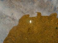 Pyhäselkä (Saimaa) (04.321.1.001)/Valtakunnallinen sinileväseuranta (Rääkkylän Paksuniemen uimaranta)