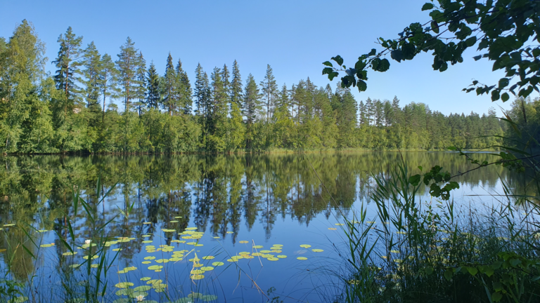 Iso-Pökki (14.211.1.011)-Länsiranta-ObsIMG-202507251059-1753430616327.png