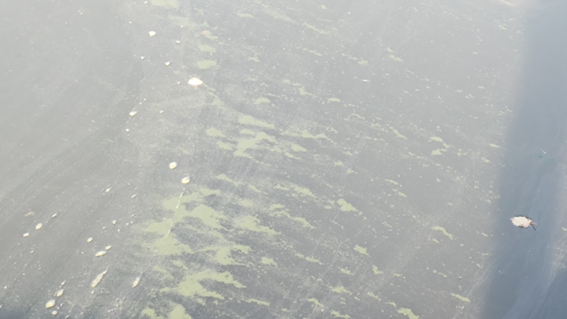 Tiedosto:Paraisten sisäsaaristovedet-Rotarien sinileväseuranta (Hessund)-ObsIMG-202409210946-66ee6c16ef8dd.png