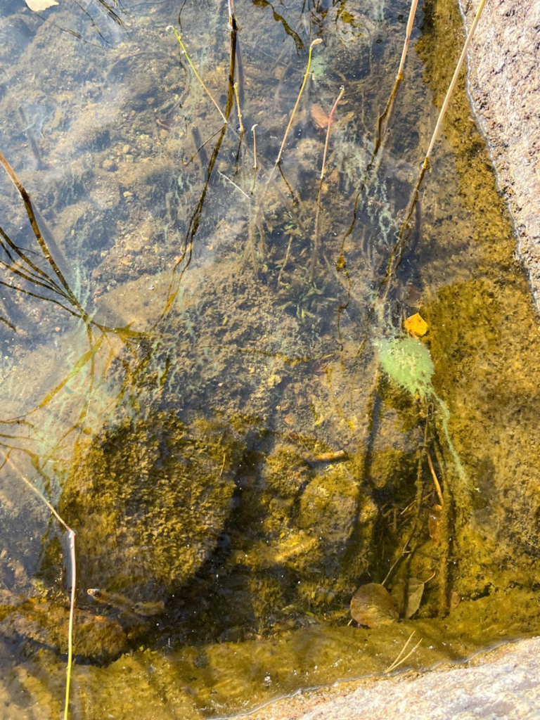 Puula (14.923.1.001)-Päistäinen-ObsIMG-202509101001-68c133d880c10.png