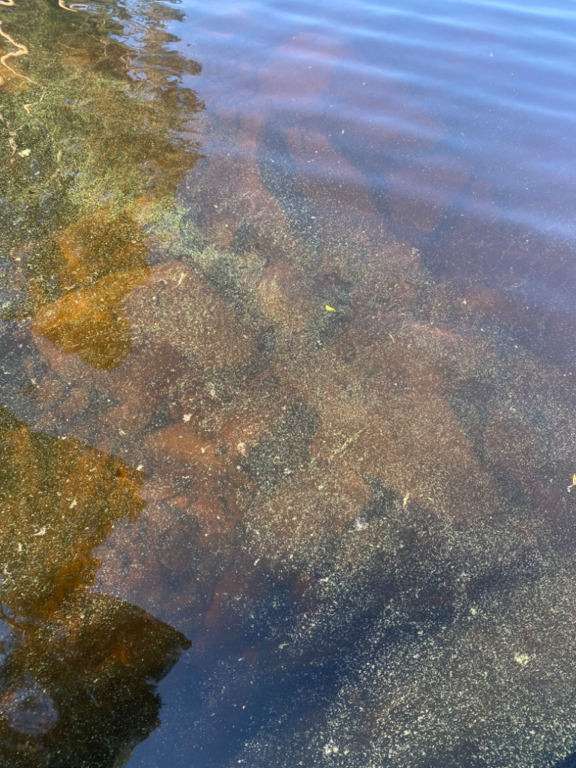 Suontienselkä - Paasvesi (14.782.1.001)-Eteläselkä Kaplaanniemi-ObsIMG-202406261731-667c27f8d6820.png