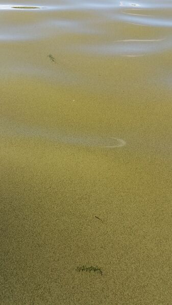 Tiedosto:20170726 180504.jpg