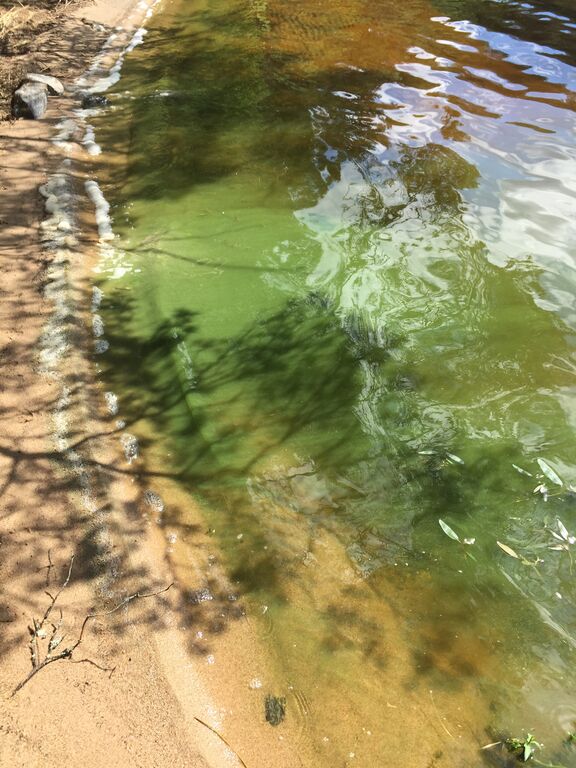 Kallavesi (yhd.)-Vaajasalo, eteläranta-ObsIMG-202006211137-83.jpg